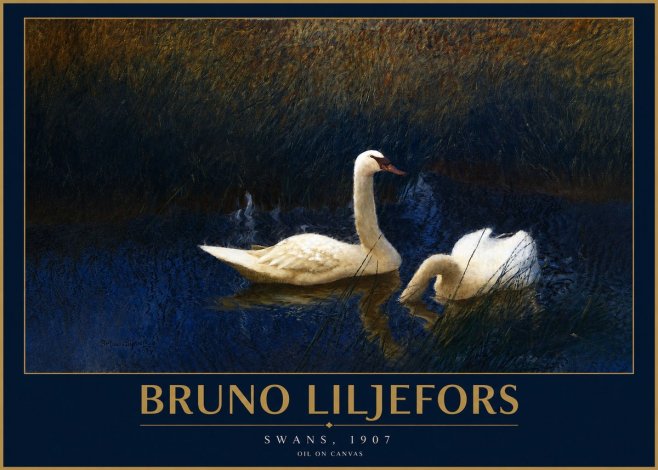 Bruno Liljefors Swans, 1907 No2 - Plakat