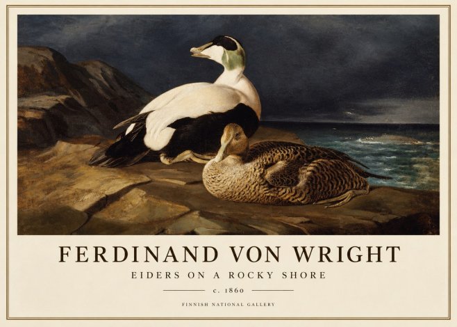 Ferdinand von Wright Eiders on a Rocky Shore No1 - Plakat