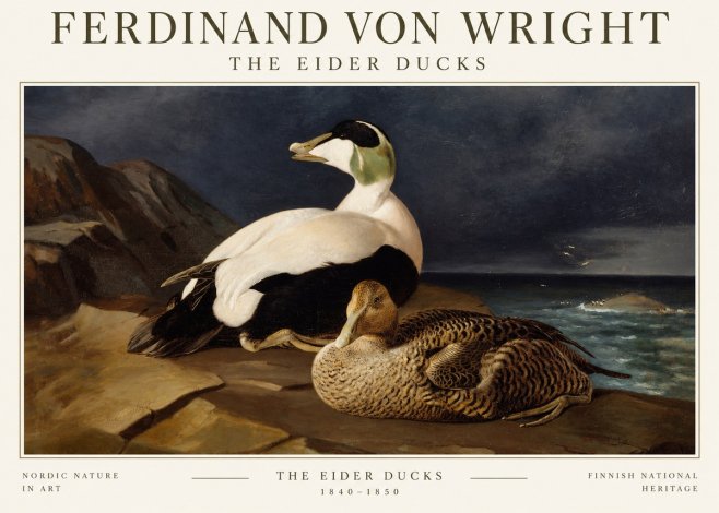Ferdinand von Wright Eiders on a Rocky Shore No3 - Plakat