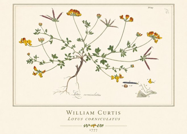 William Curtis Lotus Corniculatus II No1 - Plakat