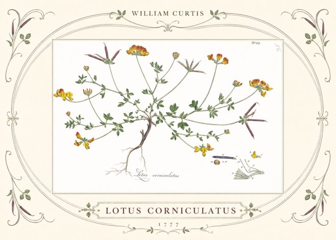 William Curtis Lotus Corniculatus II No3 - Plakat