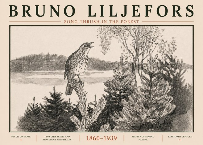 Bruno Liljefors Song Thrush in the Forest No5 - Plakat