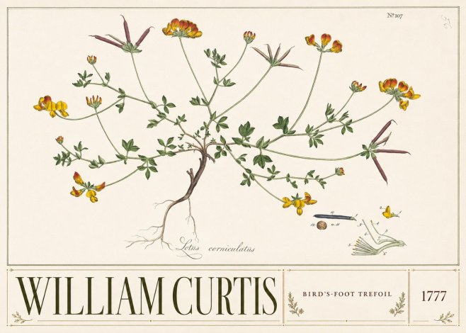William Curtis Bird's-foot Trefoil No3 - Plakat