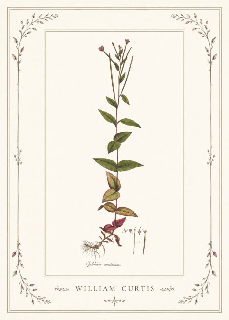 William Curtis Epilobium Montanum. No1 - Plakat