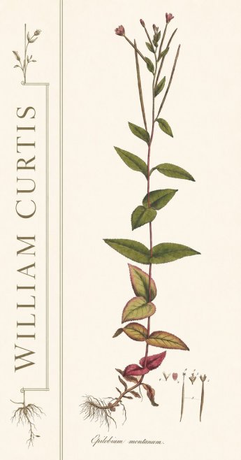 William Curtis Epilobium Montanum. No2 - Plakat