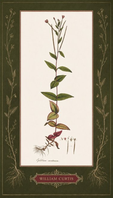 William Curtis Epilobium Montanum. No5 - Plakat