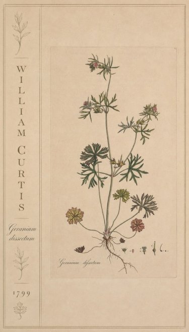 William Curtis Geranium Dissectum II No2 - Plakat