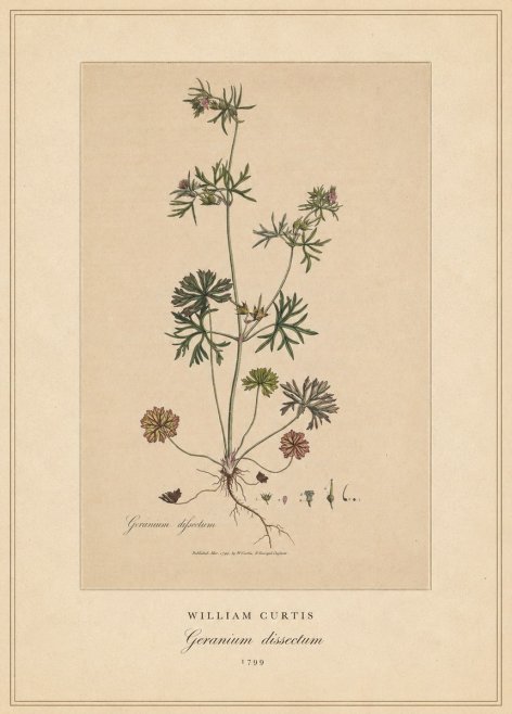 William Curtis Geranium Dissectum II No4 - Plakat
