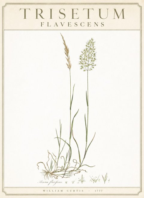 William Curtis Trisetum Flavescens III No3 - Plakat