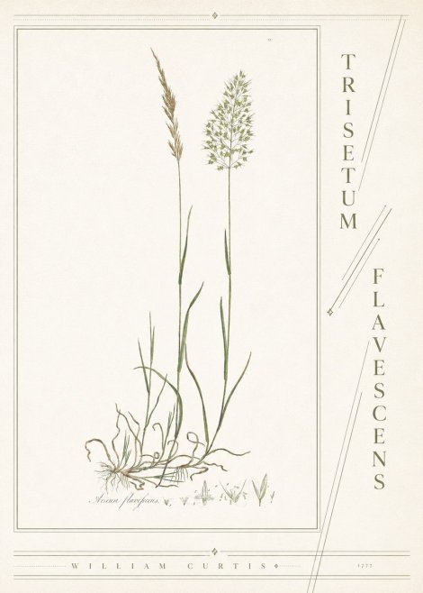 William Curtis Trisetum Flavescens III No4 - Plakat