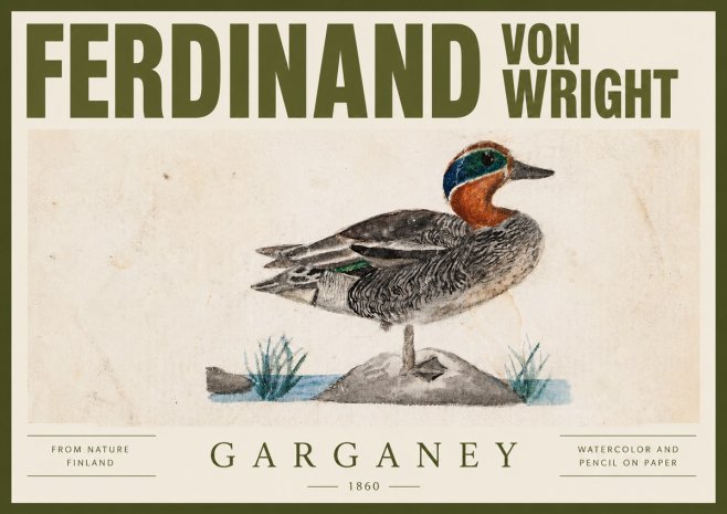 Ferdinand von Wright Garganey No4 - Plakat