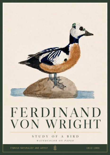 Ferdinand von Wright Study of a Bird No5 - Plakat
