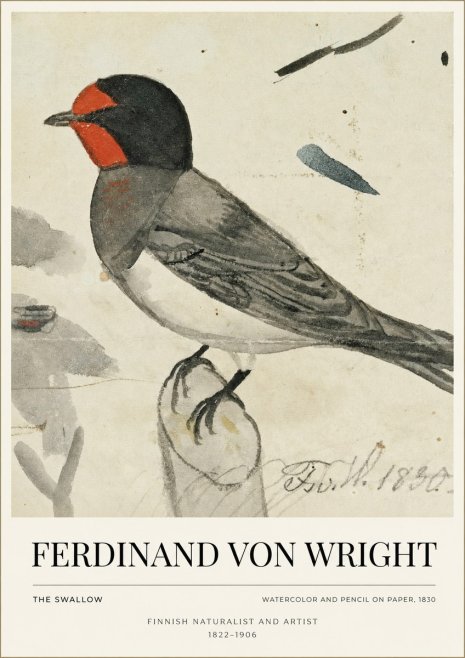 Ferdinand von Wright The Swallow No1 - Plakat