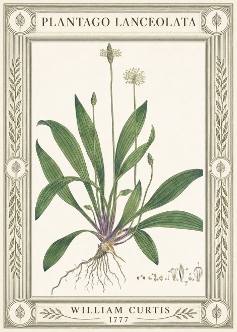 William Curtis Plantago Lanceolata IV No4 - Plakat