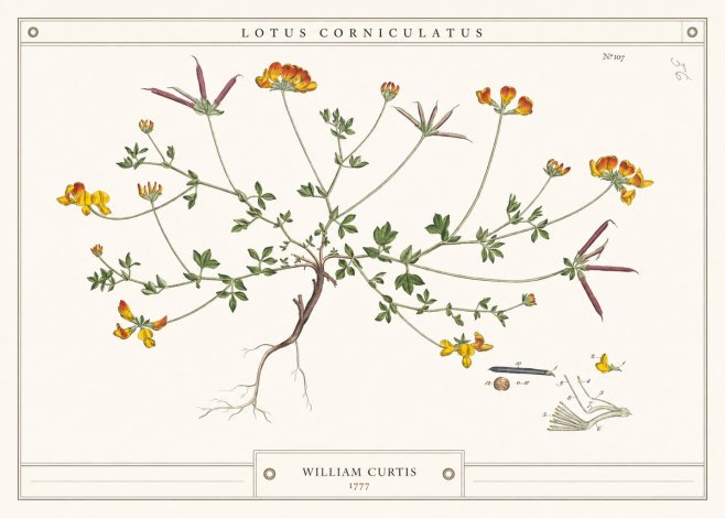 William Curtis Lotus Corniculatus III No4 - Plakat
