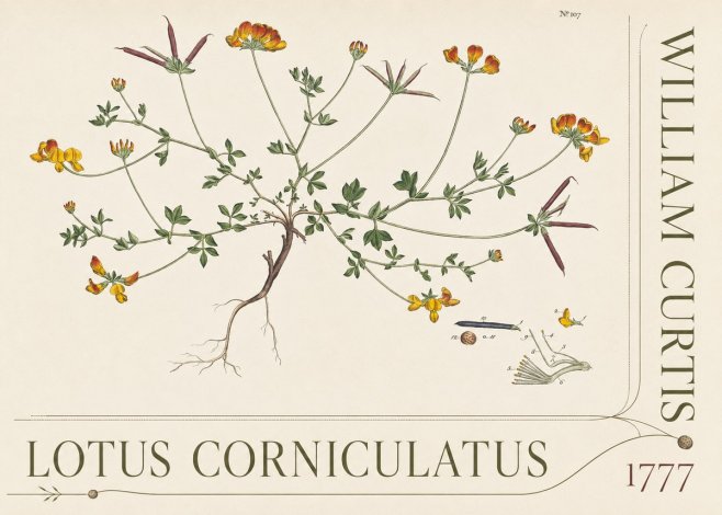 William Curtis Lotus Corniculatus III No5 - Plakat