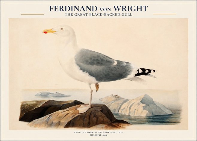 Ferdinand von Wright The Great Black-backed Gull No1 - Plakat
