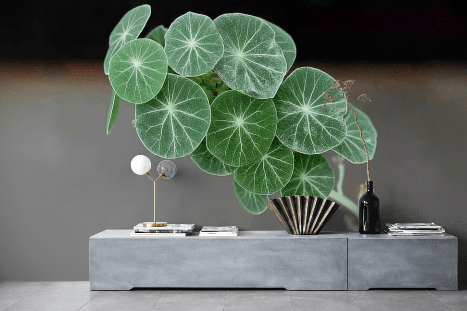 Vein Patterned Leaves