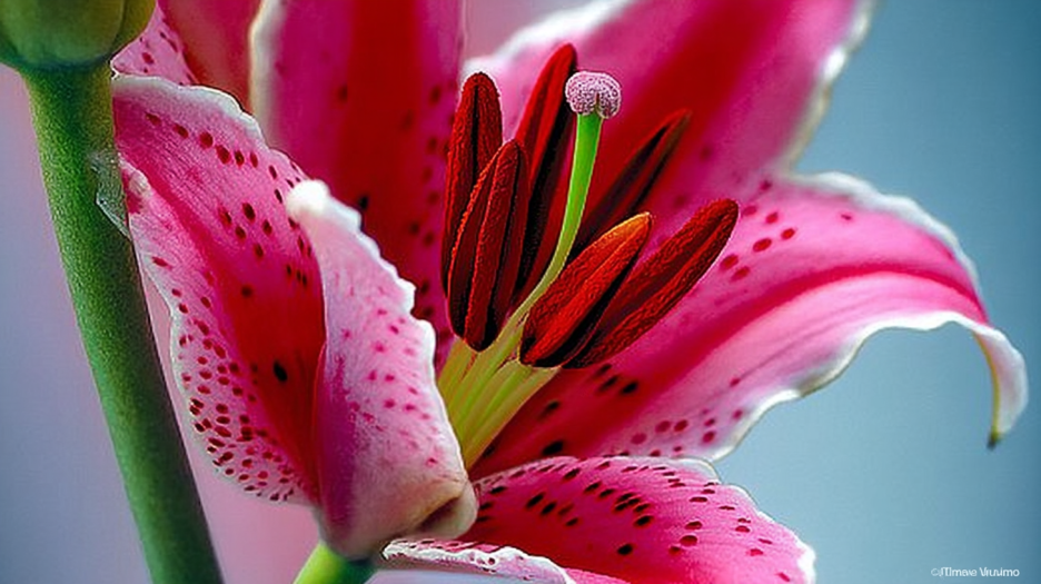 Velvet Petal Embrace