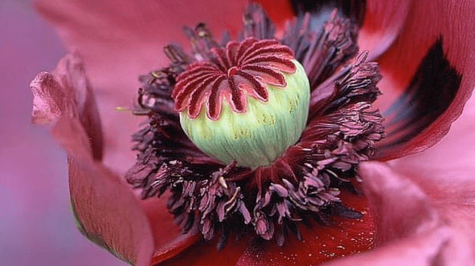 Whispering Blossom Ii