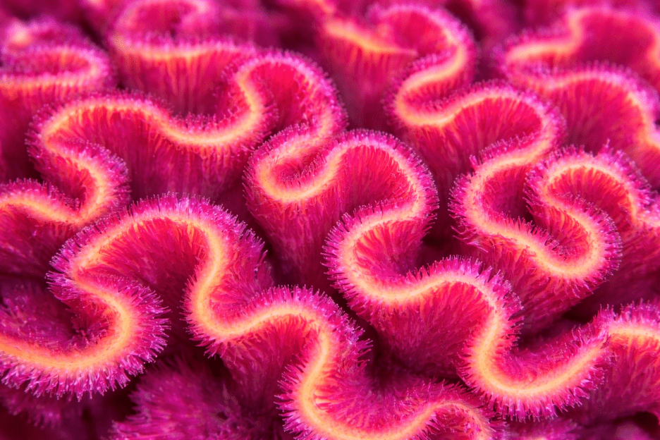 Coral Labyrinth