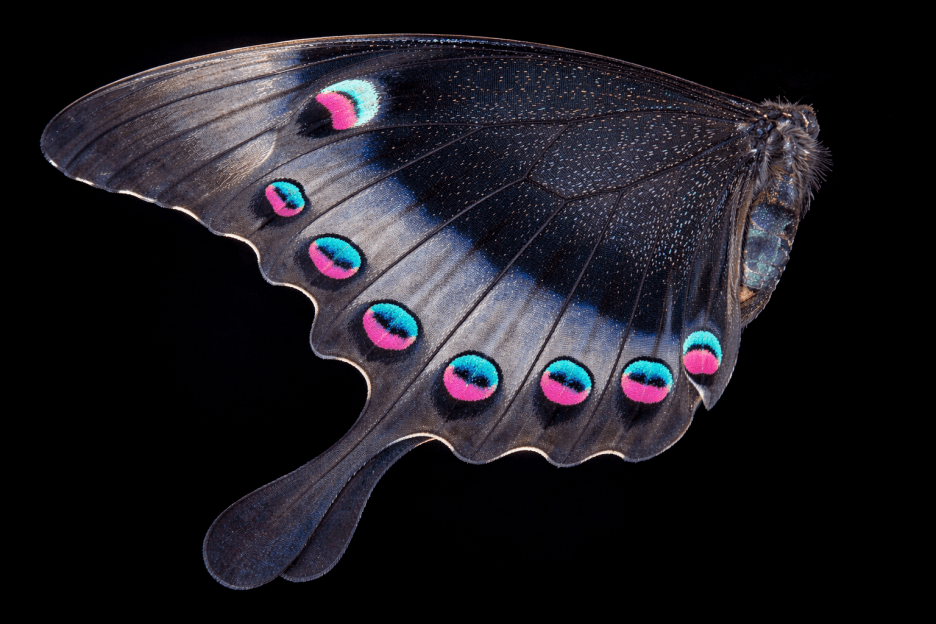 Wisping Feather