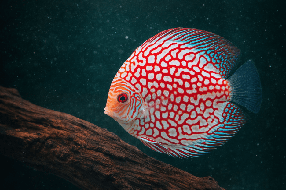 Coral Reef Reverie