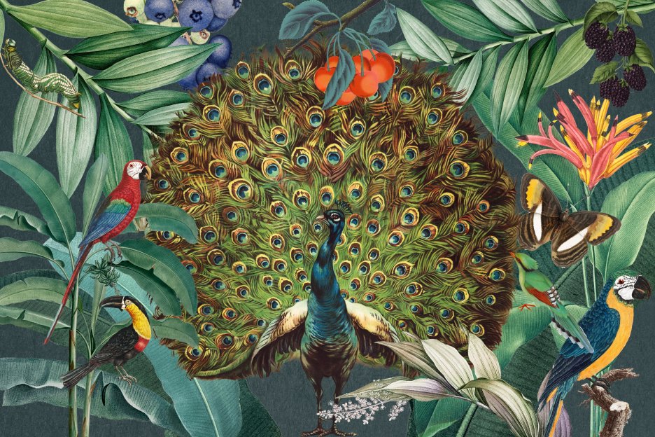 Vivid Plumage Fusion