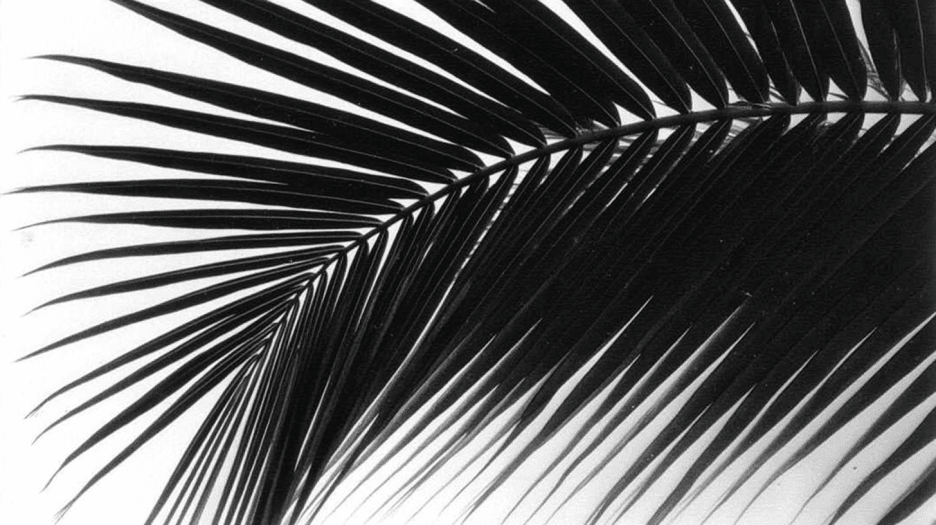 Frond Silhouette
