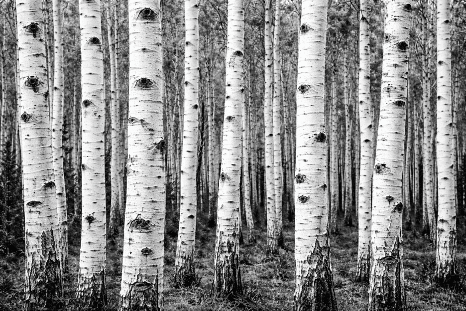 Birchwood Silence