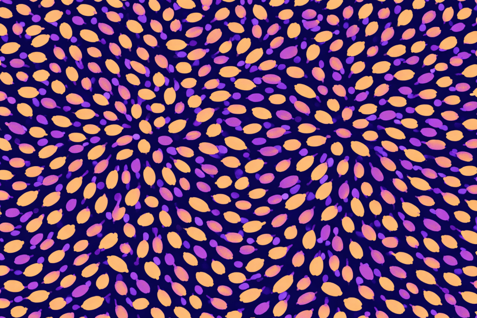 Petal Whirlwind