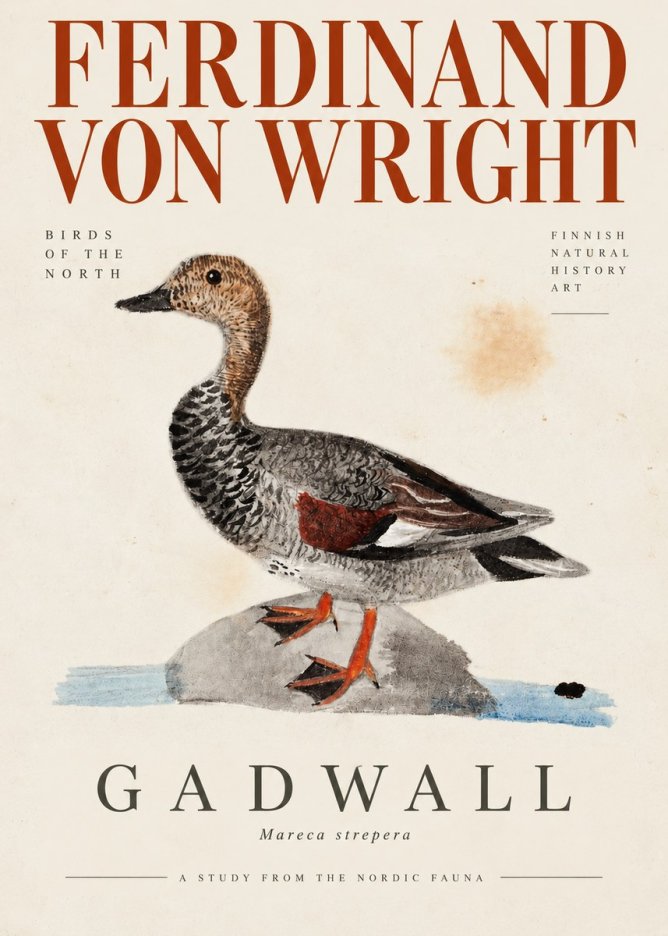 Ferdinand von Wright Duck on a Rock No4 - Plakat