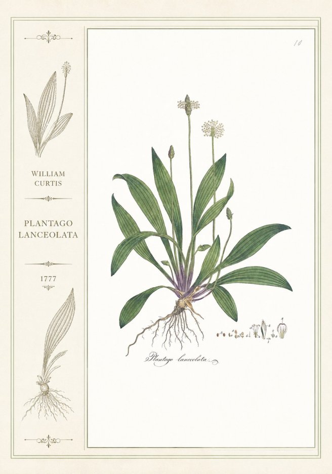 William Curtis Plantago Lanceolata I No2 - Plakat