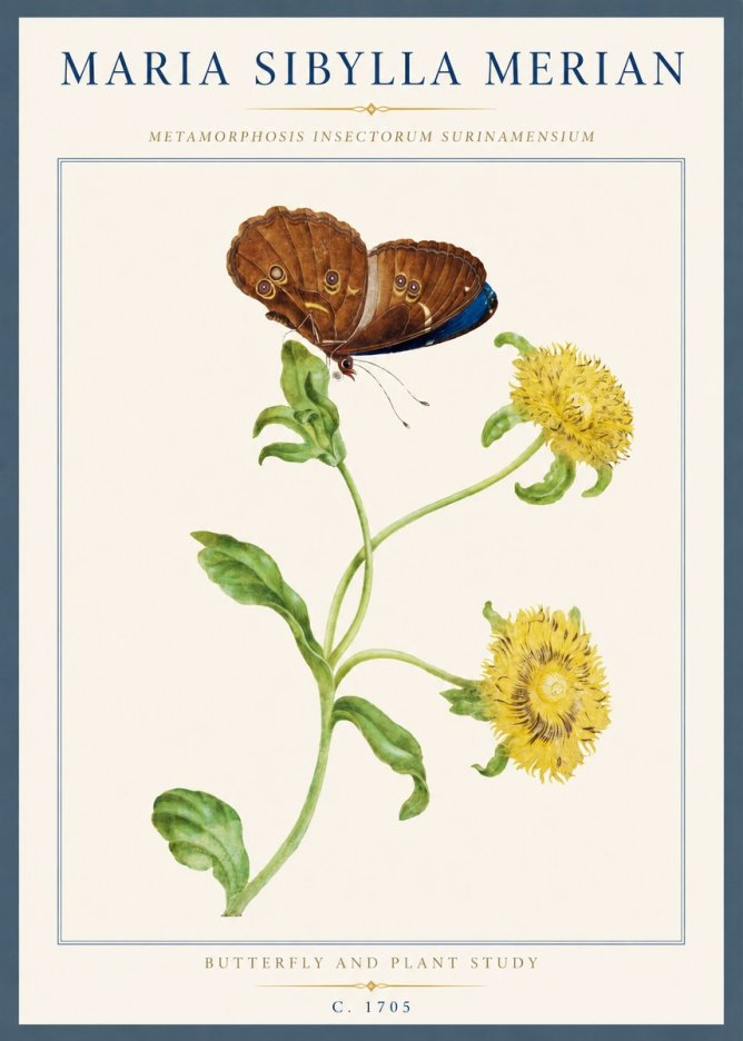 Maria Sibylla Merian Butterfly and Plant Study No3 - Plakat