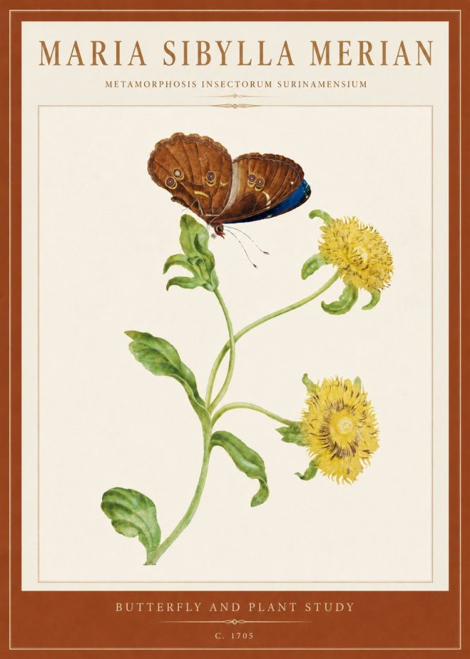 Maria Sibylla Merian Butterfly and Plant Study No5 - Plakat