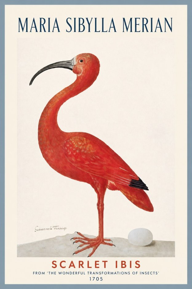 Maria Sibylla Merian Scarlet Ibis No2 - Plakat