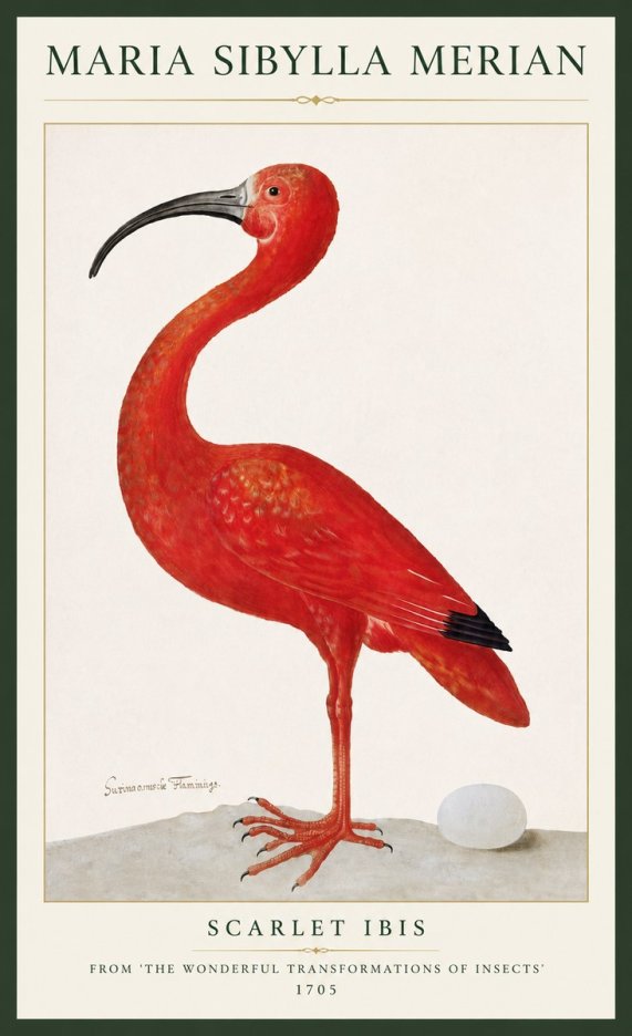 Maria Sibylla Merian Scarlet Ibis No3 - Plakat