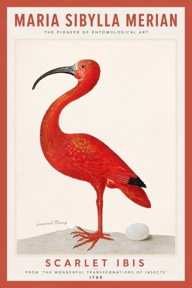Maria Sibylla Merian Scarlet Ibis No6 - Plakat