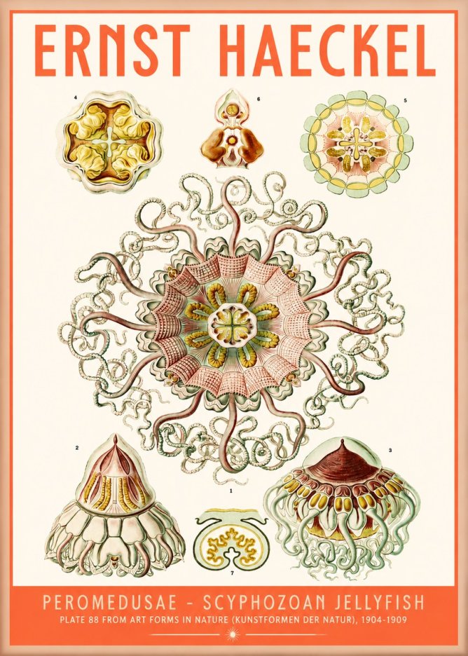 Ernst Haeckel Peromedusae – Discomedusae No5 - Plakat