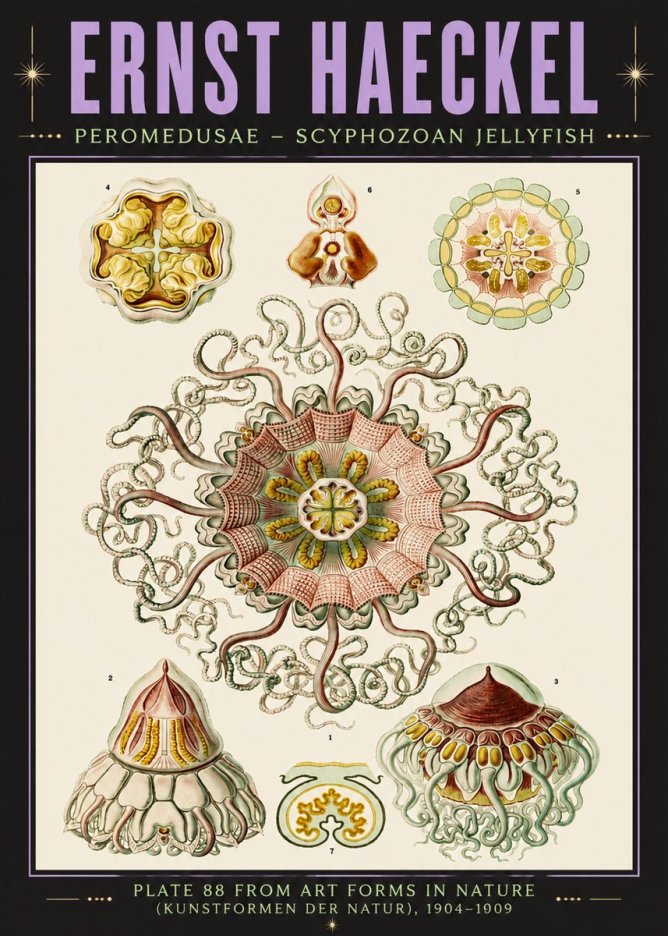 Ernst Haeckel Peromedusae – Discomedusae No6 - Plakat