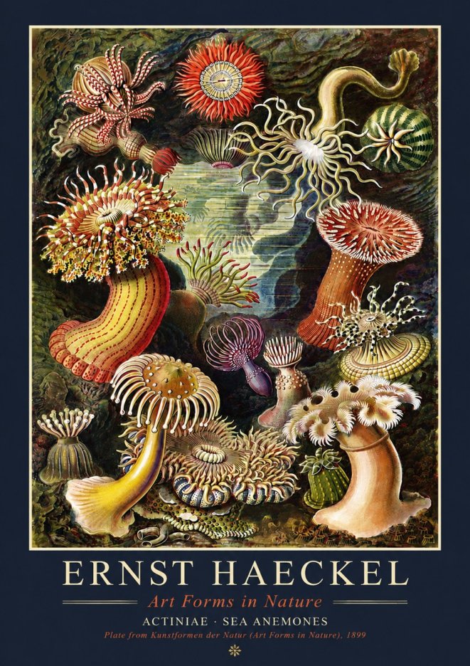 Ernst Haeckel Sea Anemones No4 - Plakat