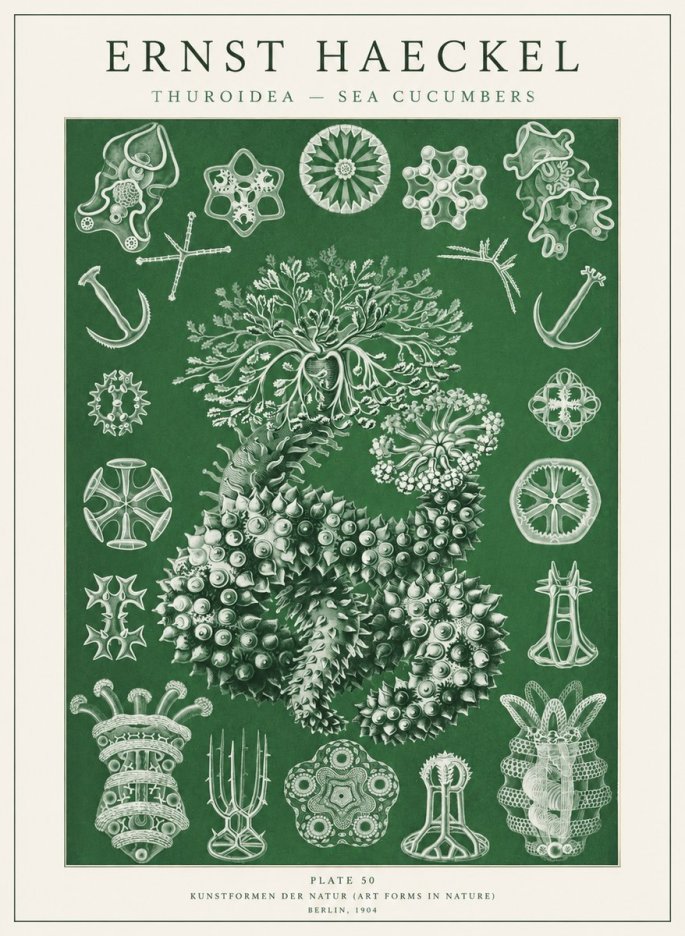 Ernst Haeckel Thuroidea - Sea Organisms No2 - Plakat