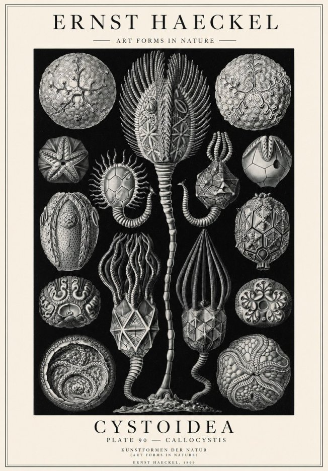 Ernst Haeckel Cystoidea - Callocystis No1 - Plakat