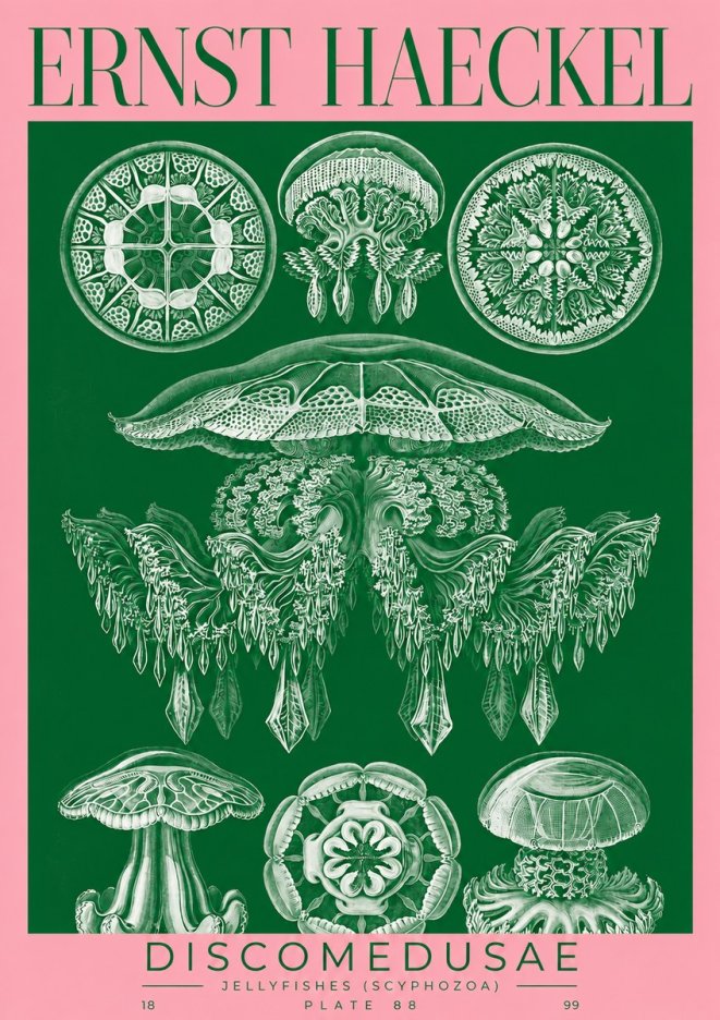 Ernst Haeckel Discomedusae (Scyphozoa) Plate 88 No2 - Plakat