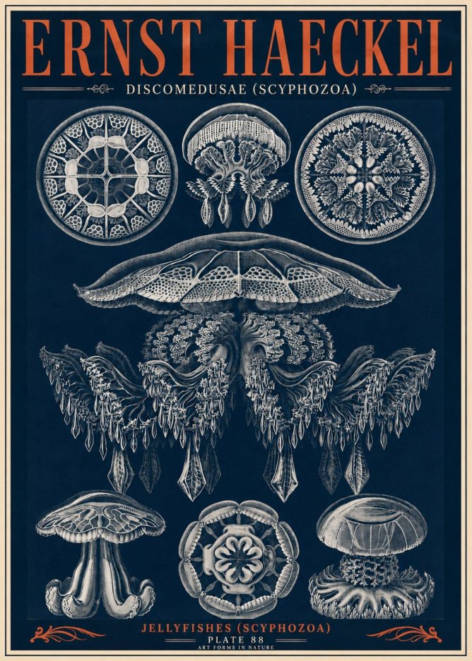 Ernst Haeckel Discomedusae (Scyphozoa) Plate 88 No6 - Plakat