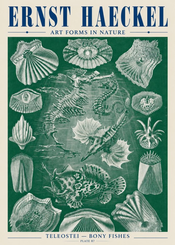 Ernst Haeckel Teleostei - Bony Fishes No5 - Plakat