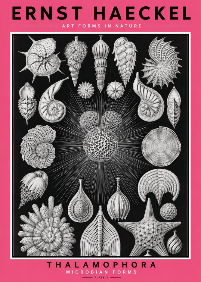 Ernst Haeckel Thalamophora - Microbian Forms - Plate 2 No2 - Plakat