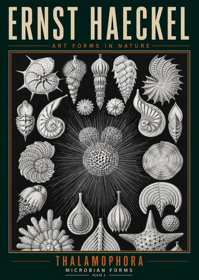 Ernst Haeckel Thalamophora - Microbian Forms - Plate 2 No3 - Plakat