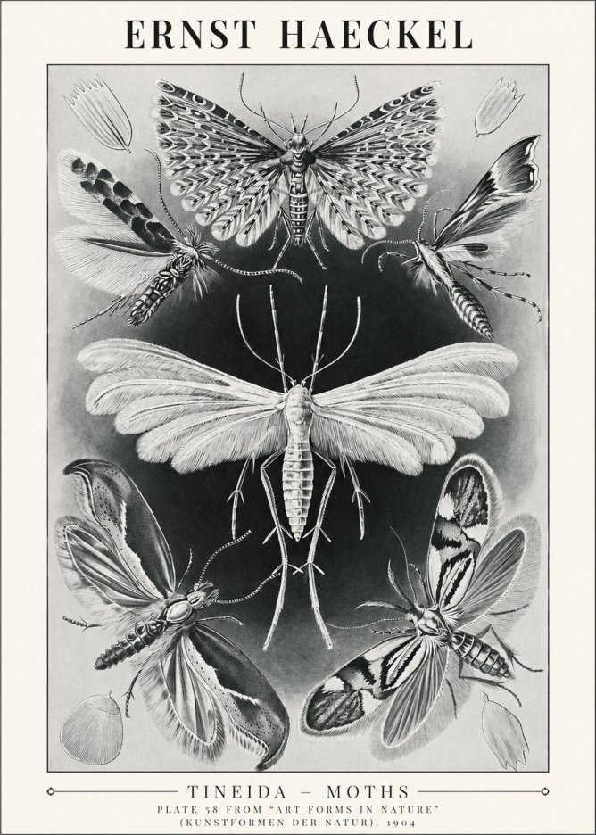 Ernst Haeckel Tineida - Moths No1 - Plakat