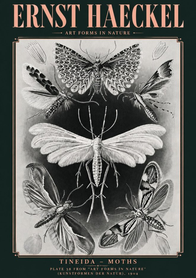 Ernst Haeckel Tineida - Moths No4 - Plakat